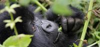 Wildlife Holidays - Gorillas in Uganda - World Expeditions